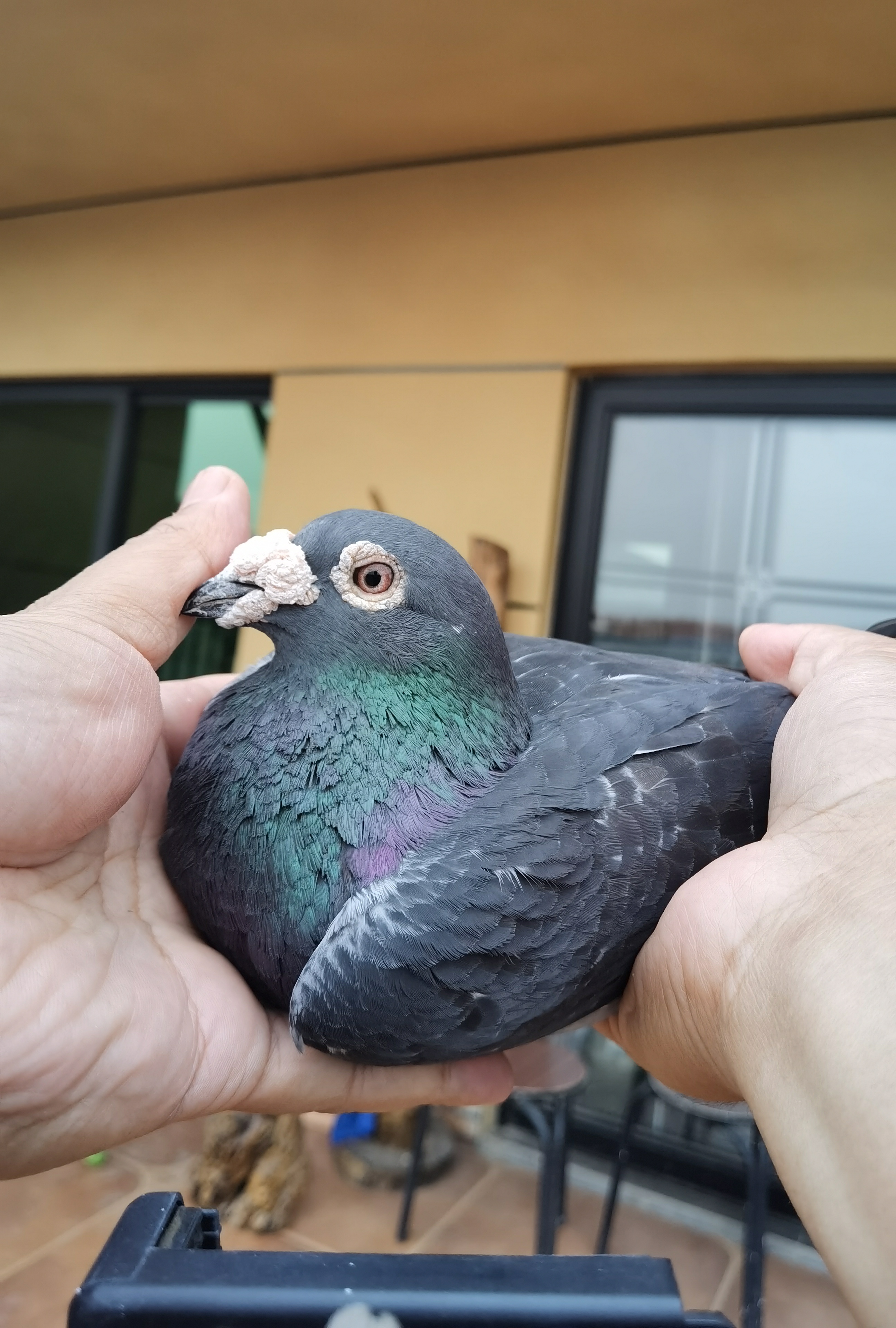 牧野之箭鸽业乔斯佛卡门公棚发挥5年#赛鸽# #信鸽# #热点引擎计划