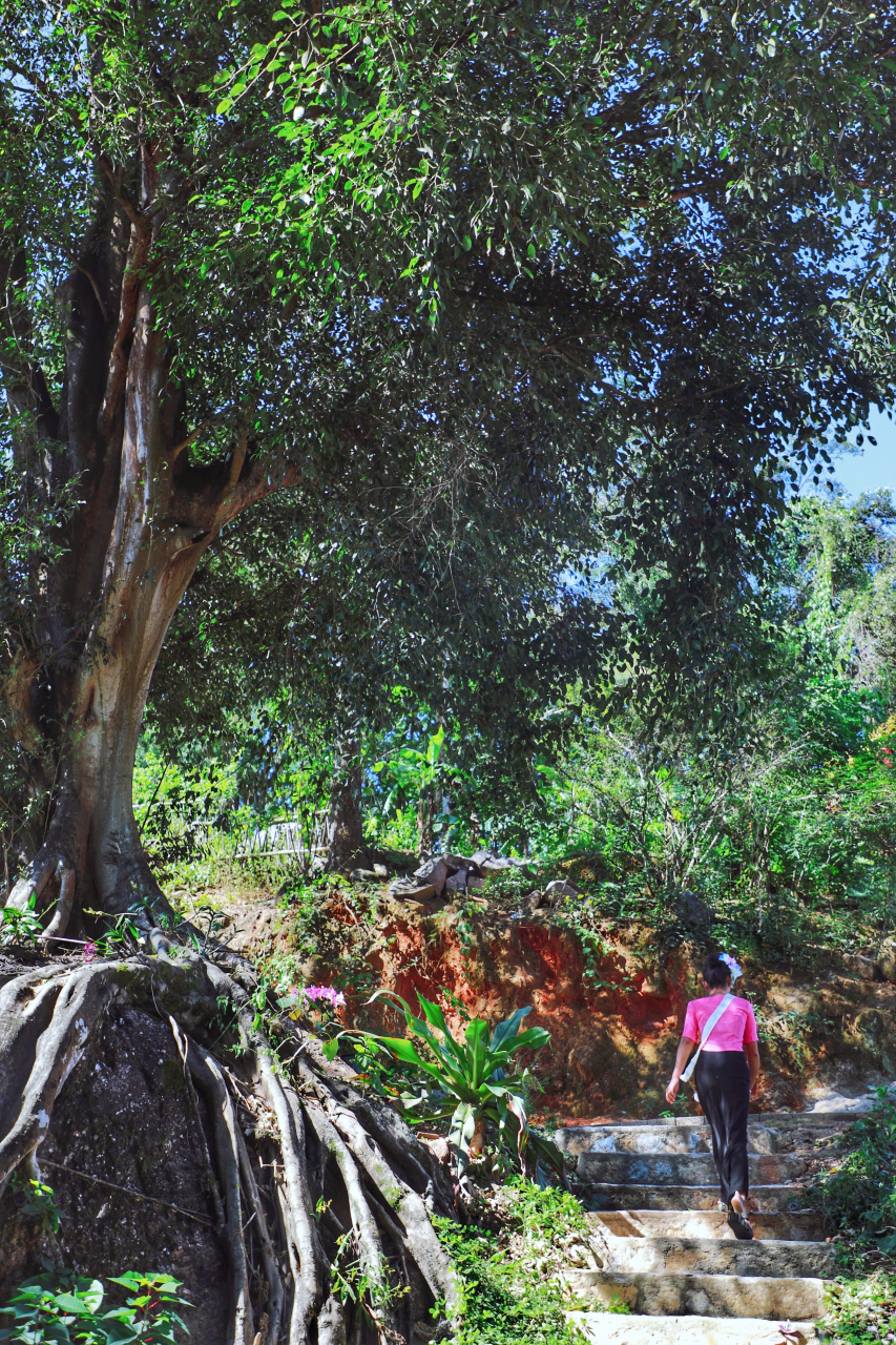 云南临沧双江,被誉为北回归线上的绿色明珠.