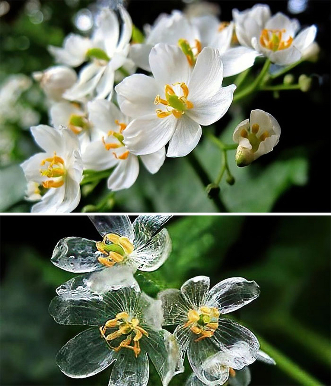 骷髅花 花花图片