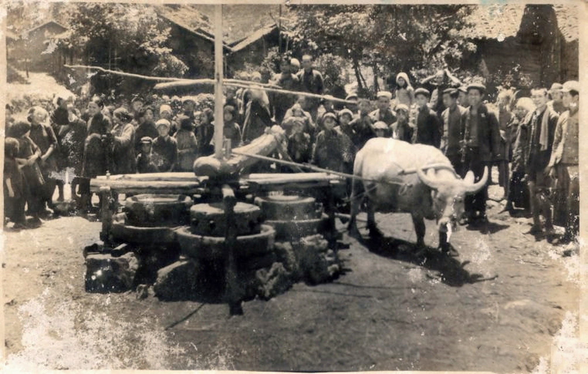 怀旧老照片#  1958年,牛也不容易,一头牛拉四个磨盘.
