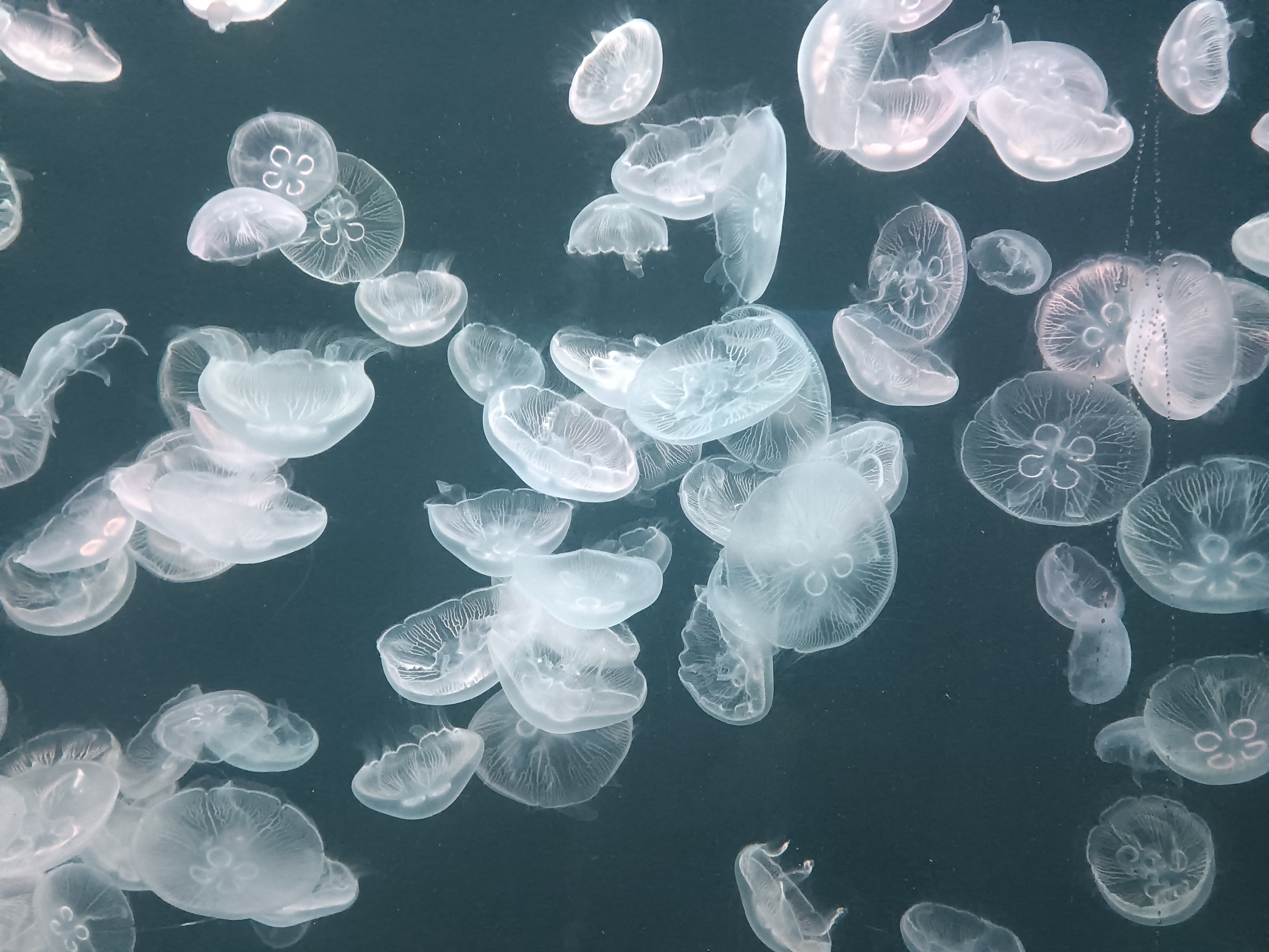 有人能告诉我这是什么品种的水母吗?