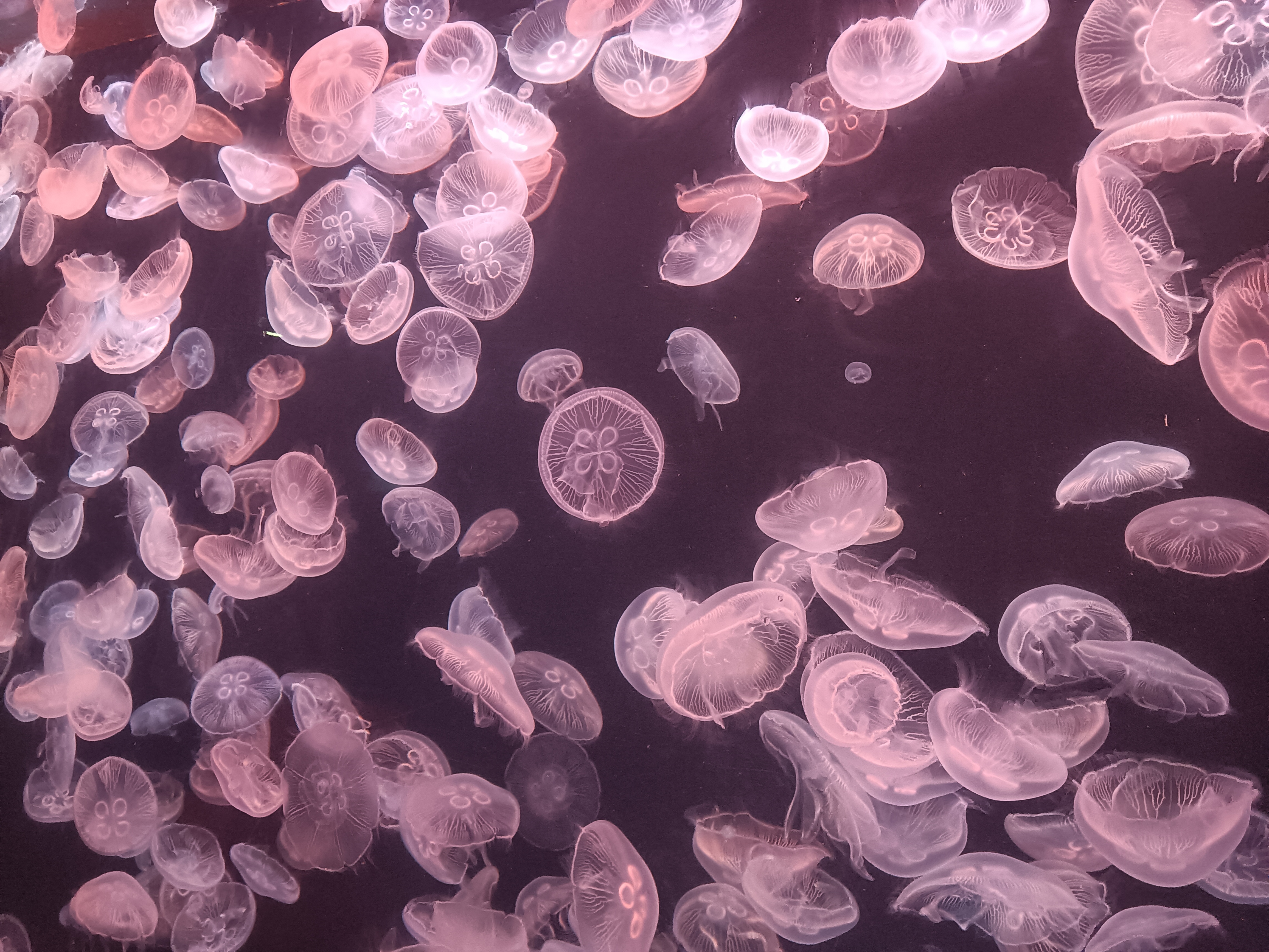 有人能告诉我这是什么品种的水母吗?