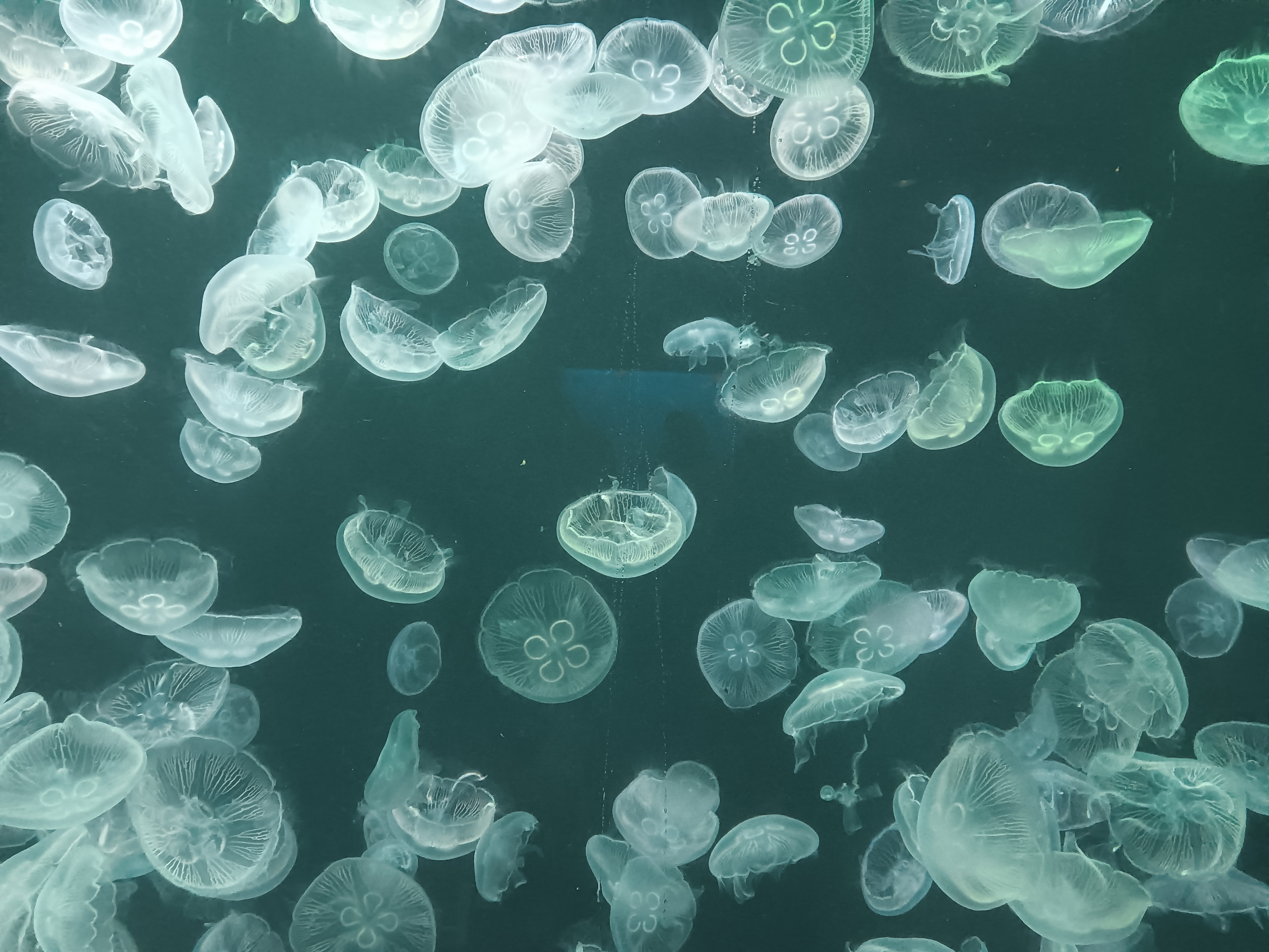 有人能告诉我这是什么品种的水母吗?