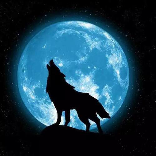 🐅在一片寂静的月夜下,有一只灰色的狼,它张着嘴,仰头向天,发出一声