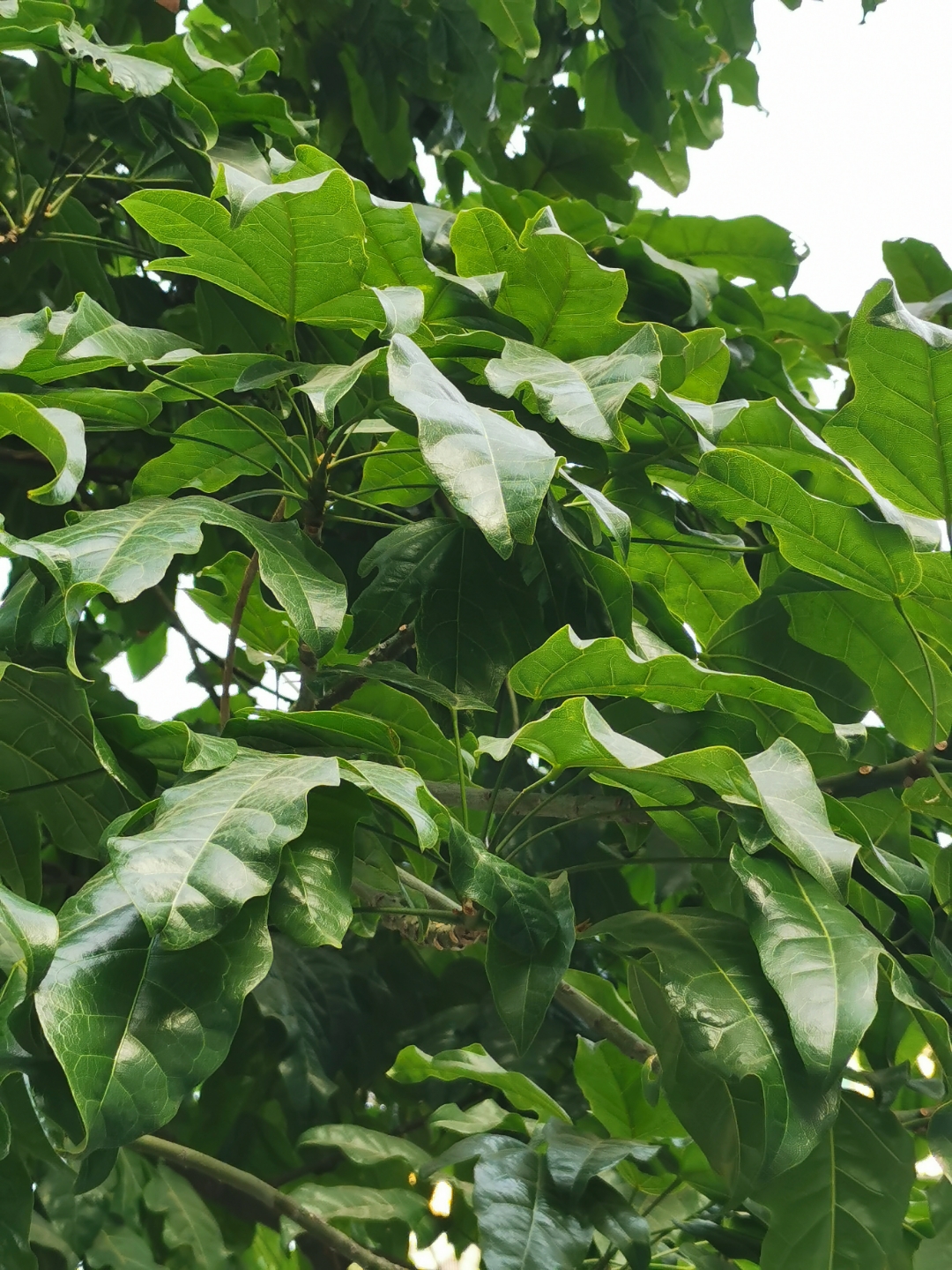 绿油油的树叶,是大自然的调色板.每片叶子都仿佛在诉说着生命的故事