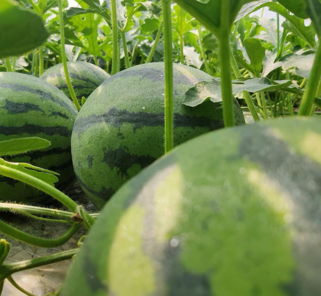 深绿色的西瓜静静地躺在绿叶与藤蔓的怀抱中,宛如大自然的宠儿.