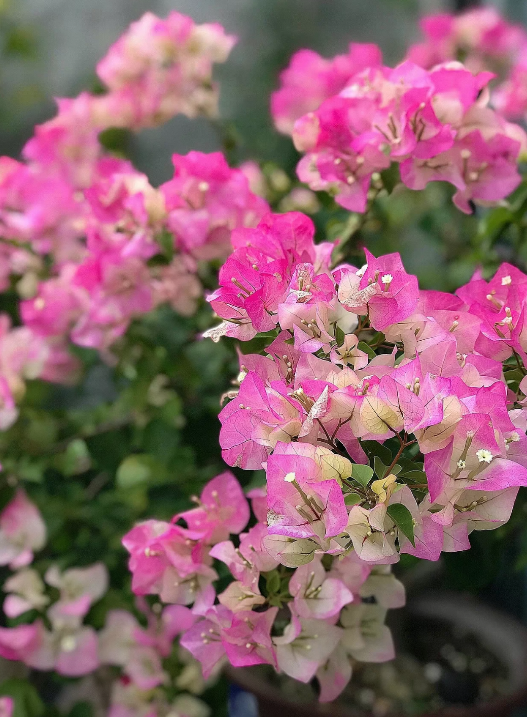 它的花色介于粉色和白色之间,呈现出一种淡雅而清新的感觉.