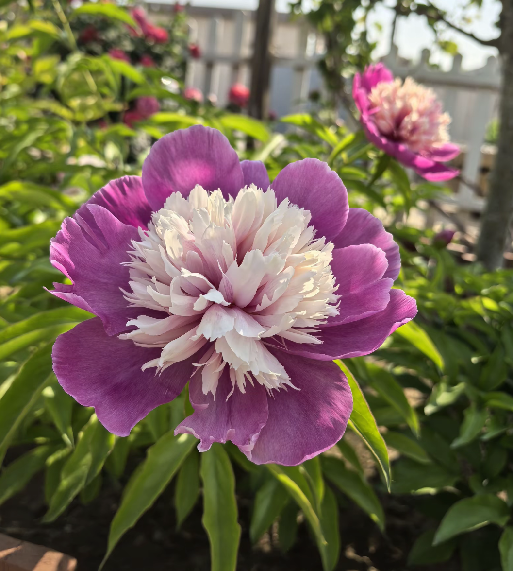 颜色的芍药真花图片芍药有什么颜色北京市国际鲜花港芍药花都有哪些