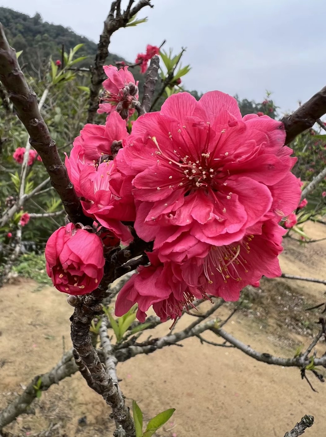 桃花盛开的季节