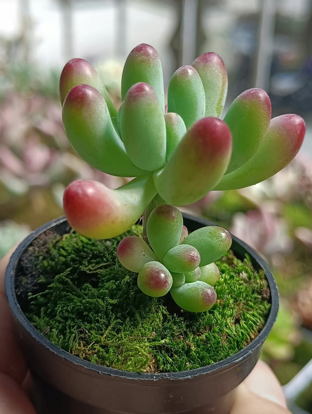 这盆多肉植物,绿色与粉红色交织,仿佛带着春天的气息.