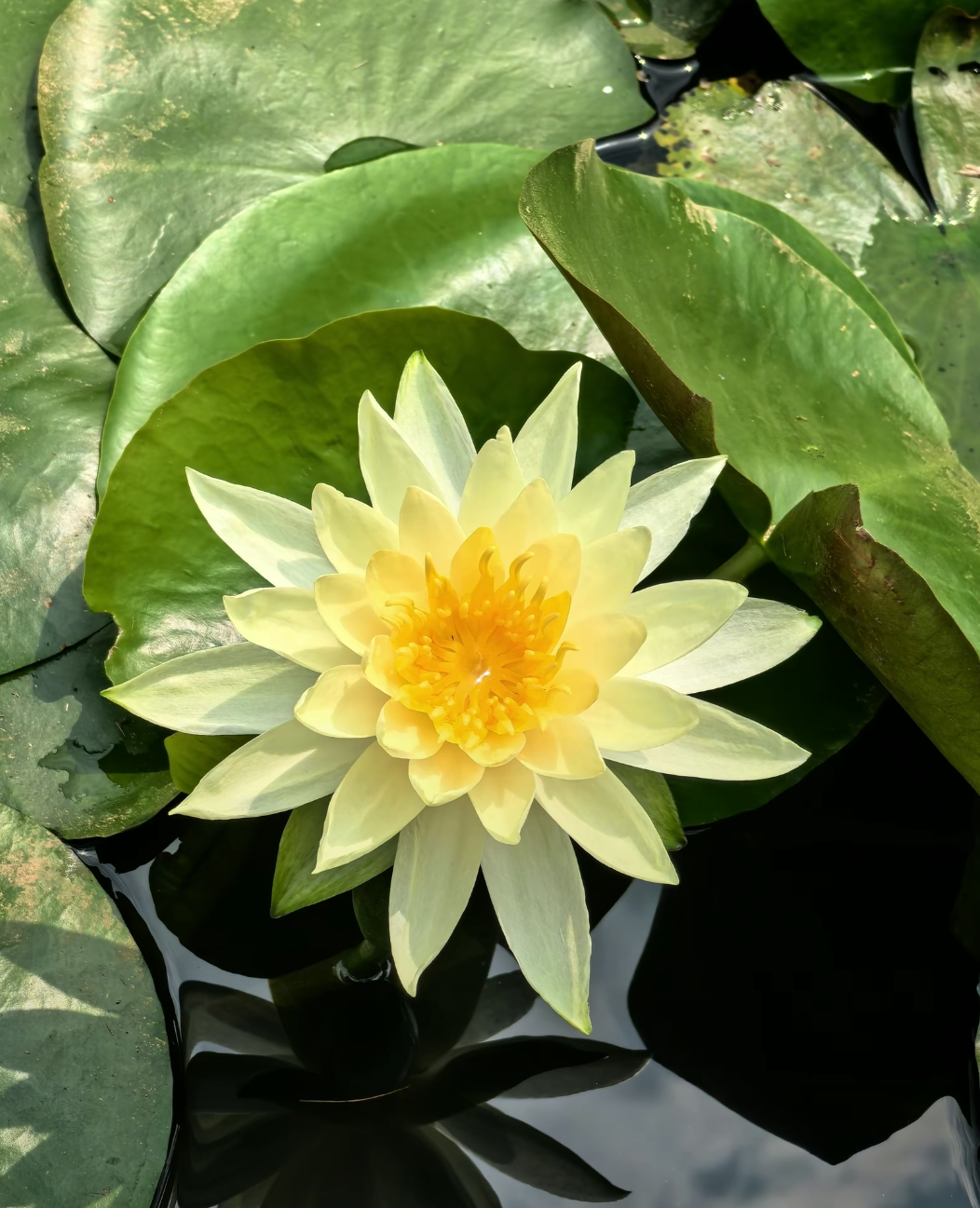 94"黄色睡莲"94,仿佛夏日的微风轻轻拂过,带着淡淡的花香.