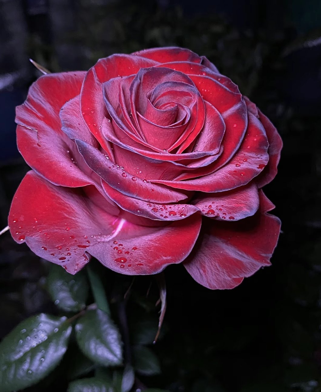 高原红玫瑰是迪瑞特公司推出的一款红玫瑰,其特点包括自带丝绒质感的