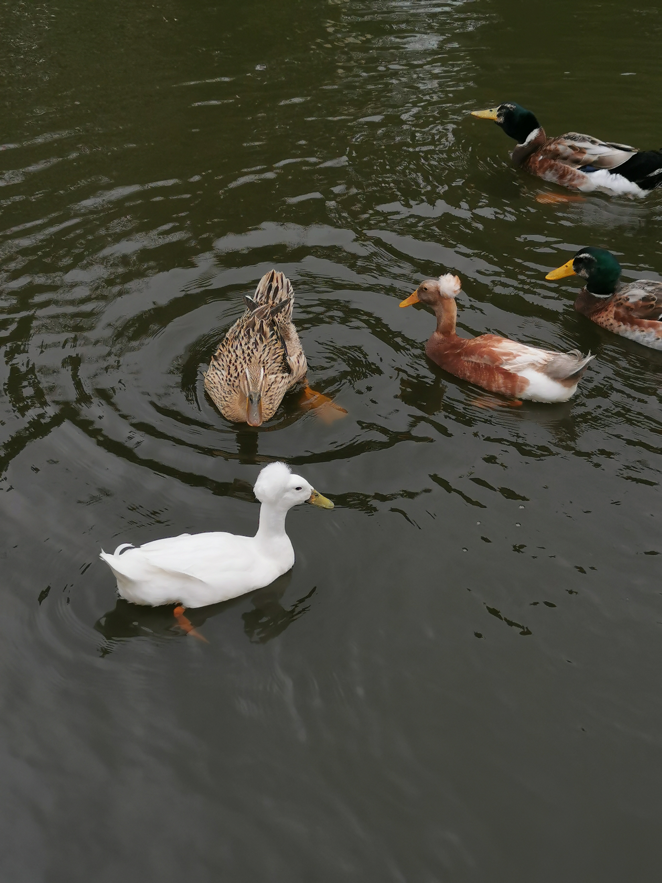 在凤凰山森林公园里看到的,好特别啊,头上还有一撮绒毛
