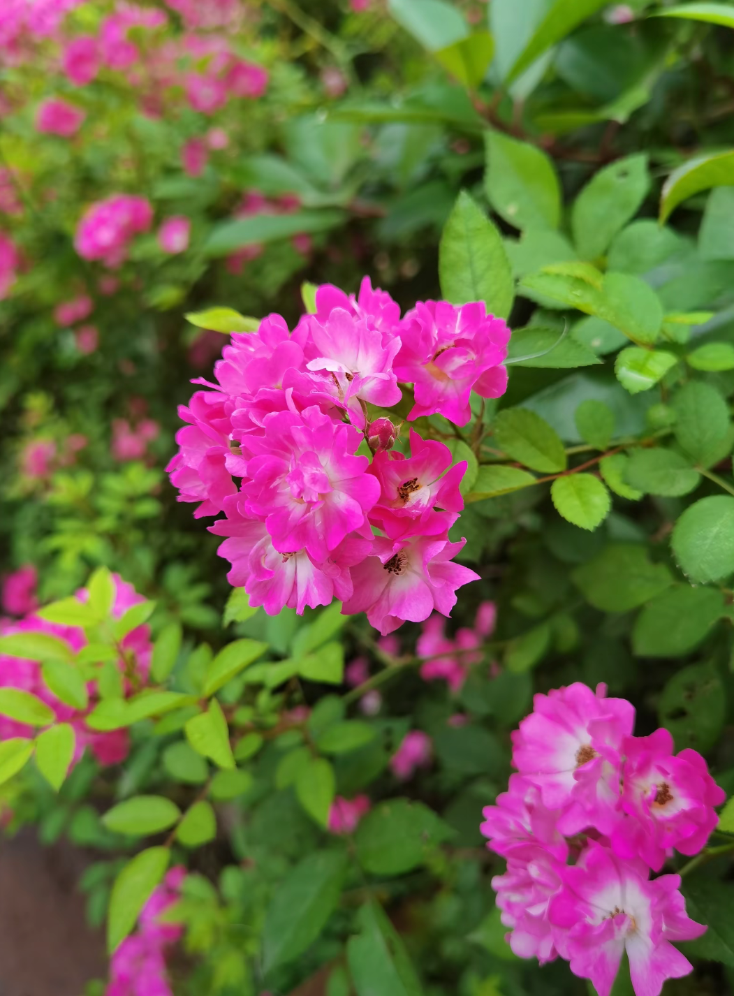 有一种花叫做蔷薇花,它有一个很好的花语,纵使世界偶尔薄凉,内心仍要