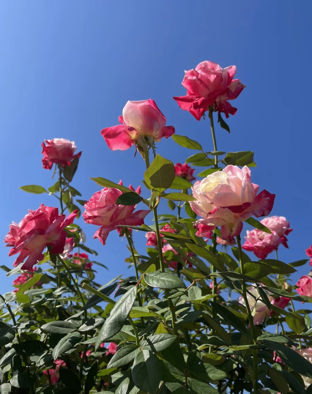 蓝天下的花草图片图片