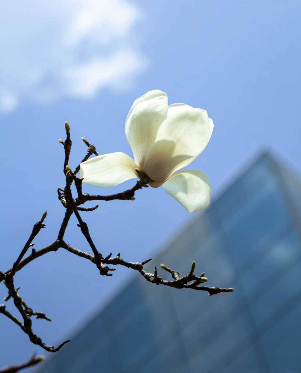 心情配图花瓣图片