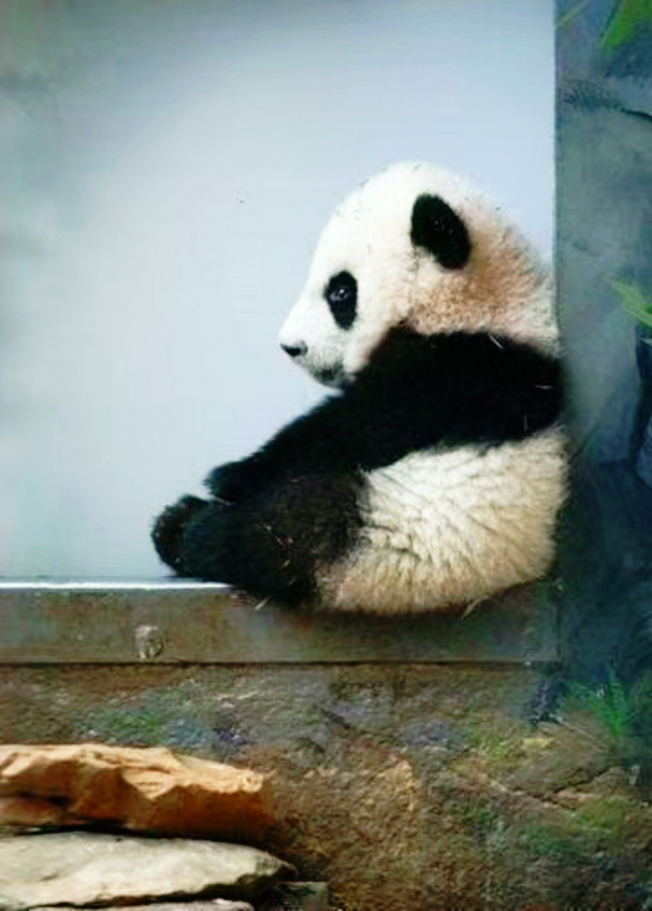 连熊猫都如此伤心了, 发呆的人是不是也很可爱呢?
