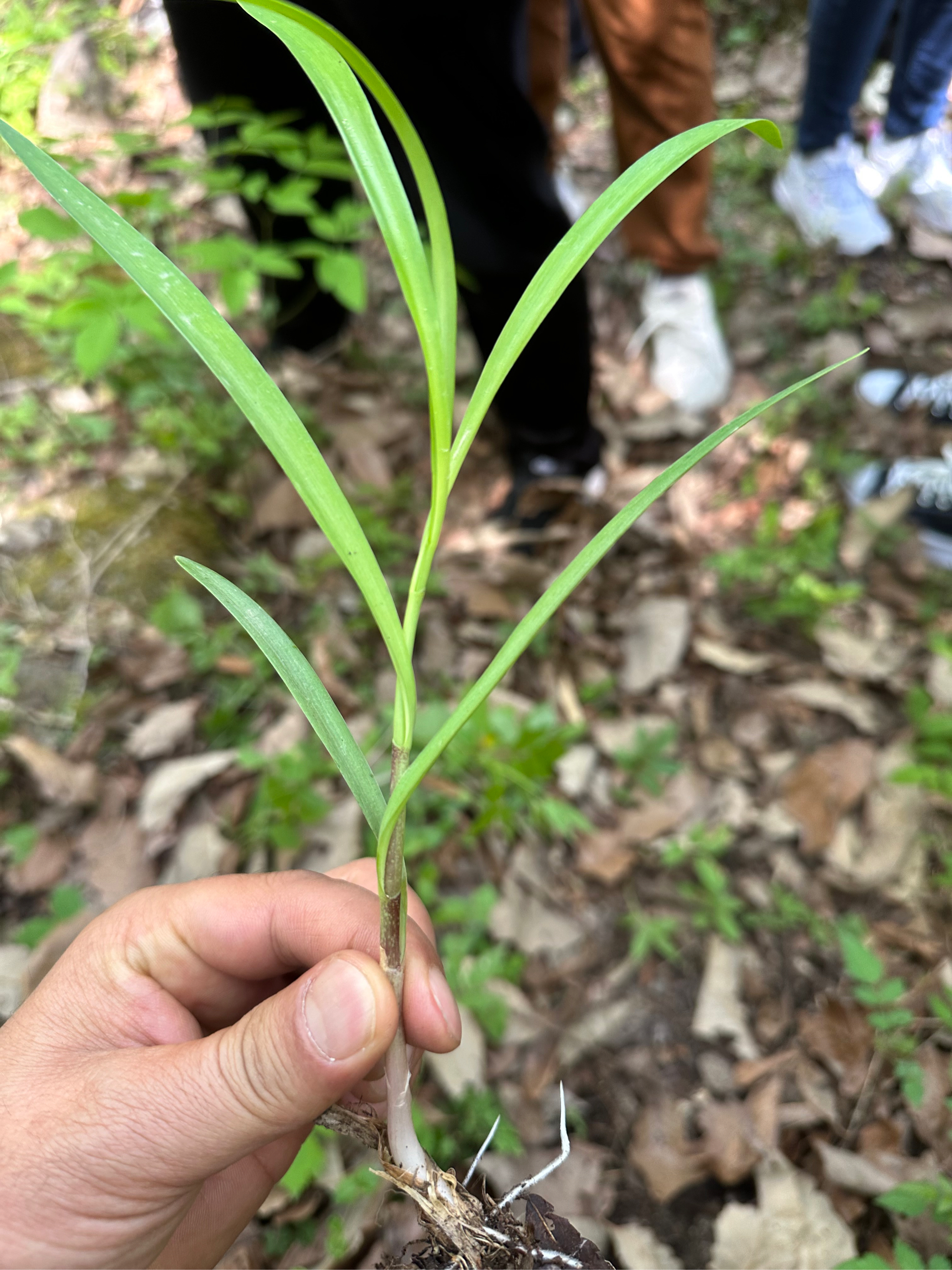 天蒜草图片和功效图片