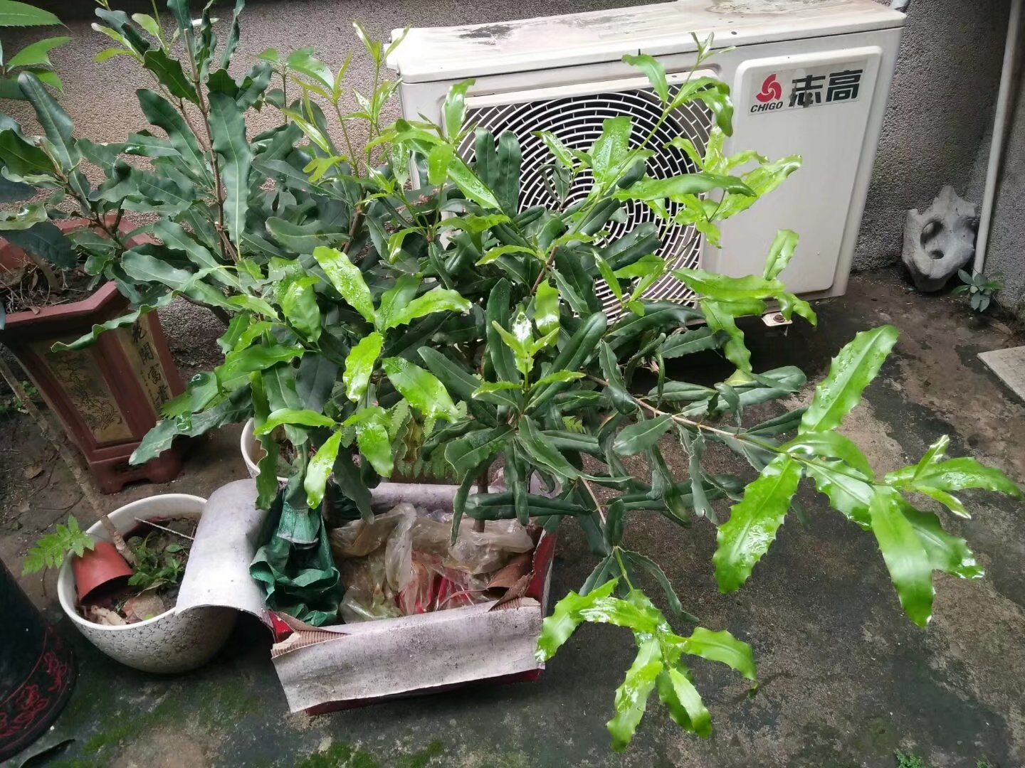 澳洲坚果,坚果之王,美味可口,营养丰富.