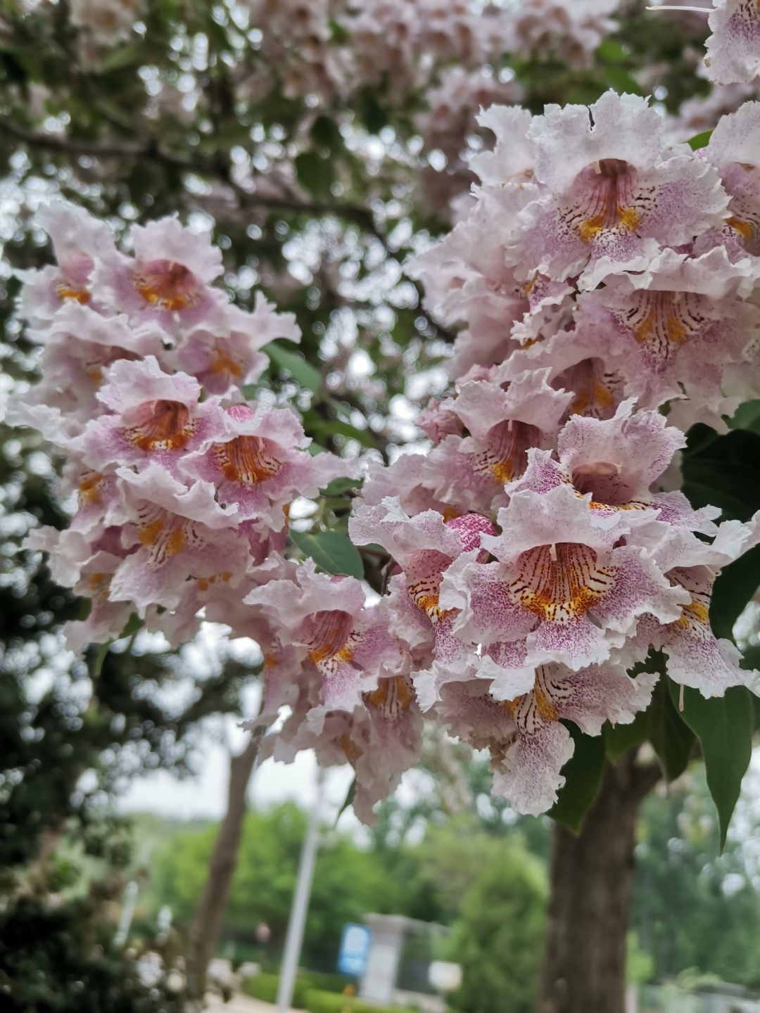 楸木树花图片图片