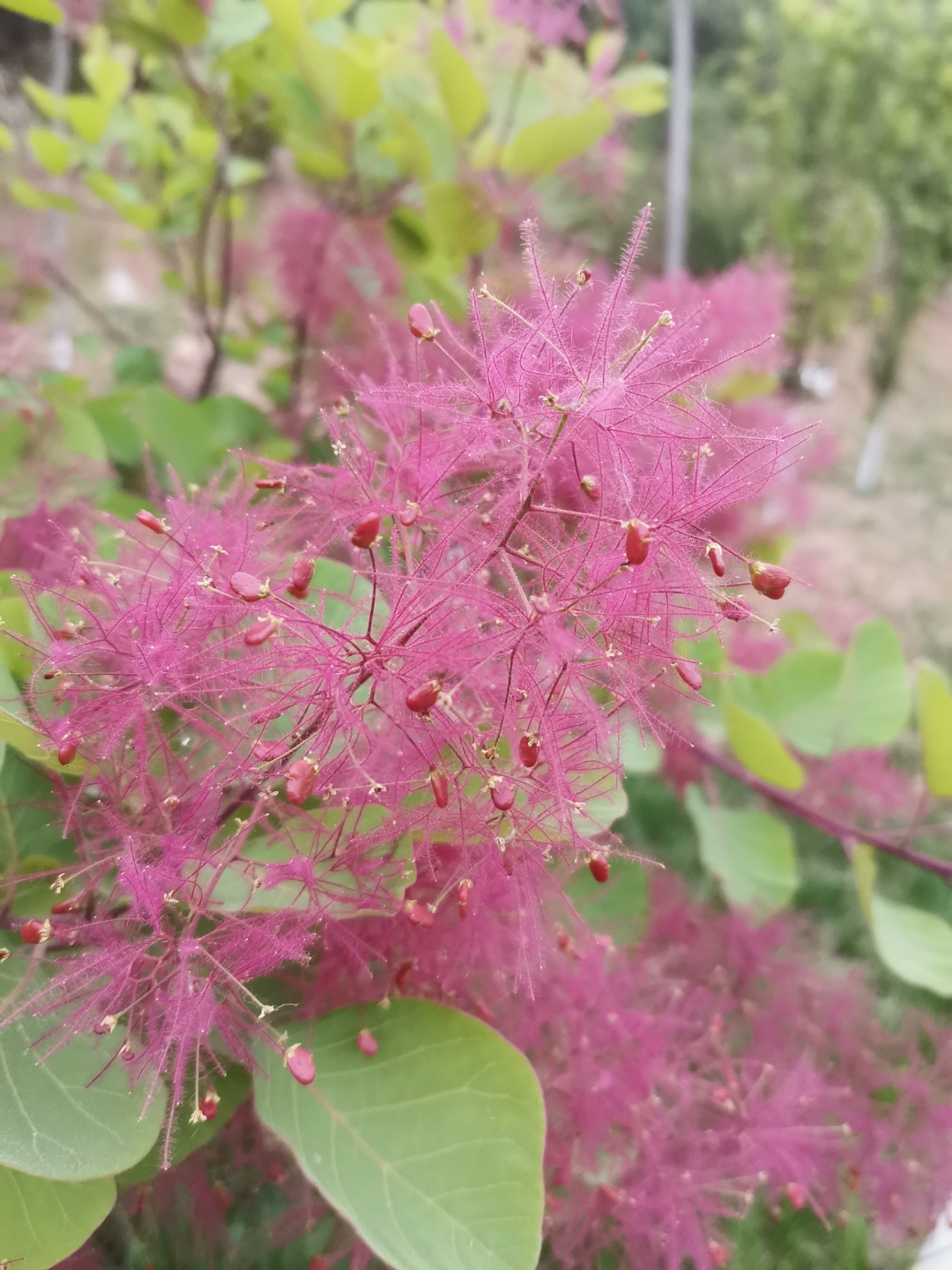 黄栌盛开,最漂亮颜色最红,也最引.@药师王嵌的动态