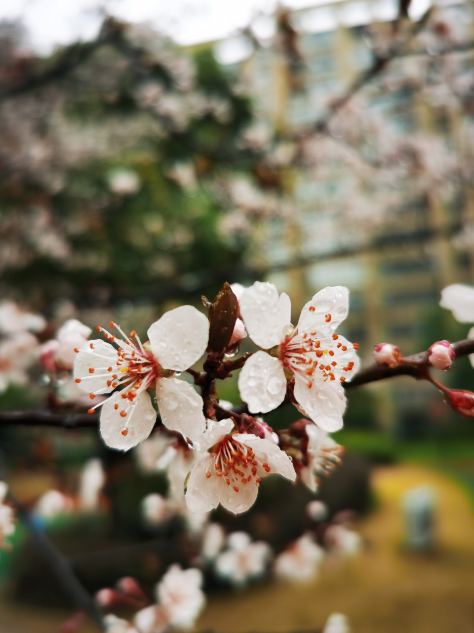 江南烟雨情深深雨濛濛……[鲜花][鲜花][牛洋洋][牛洋洋][庆祝][庆祝]