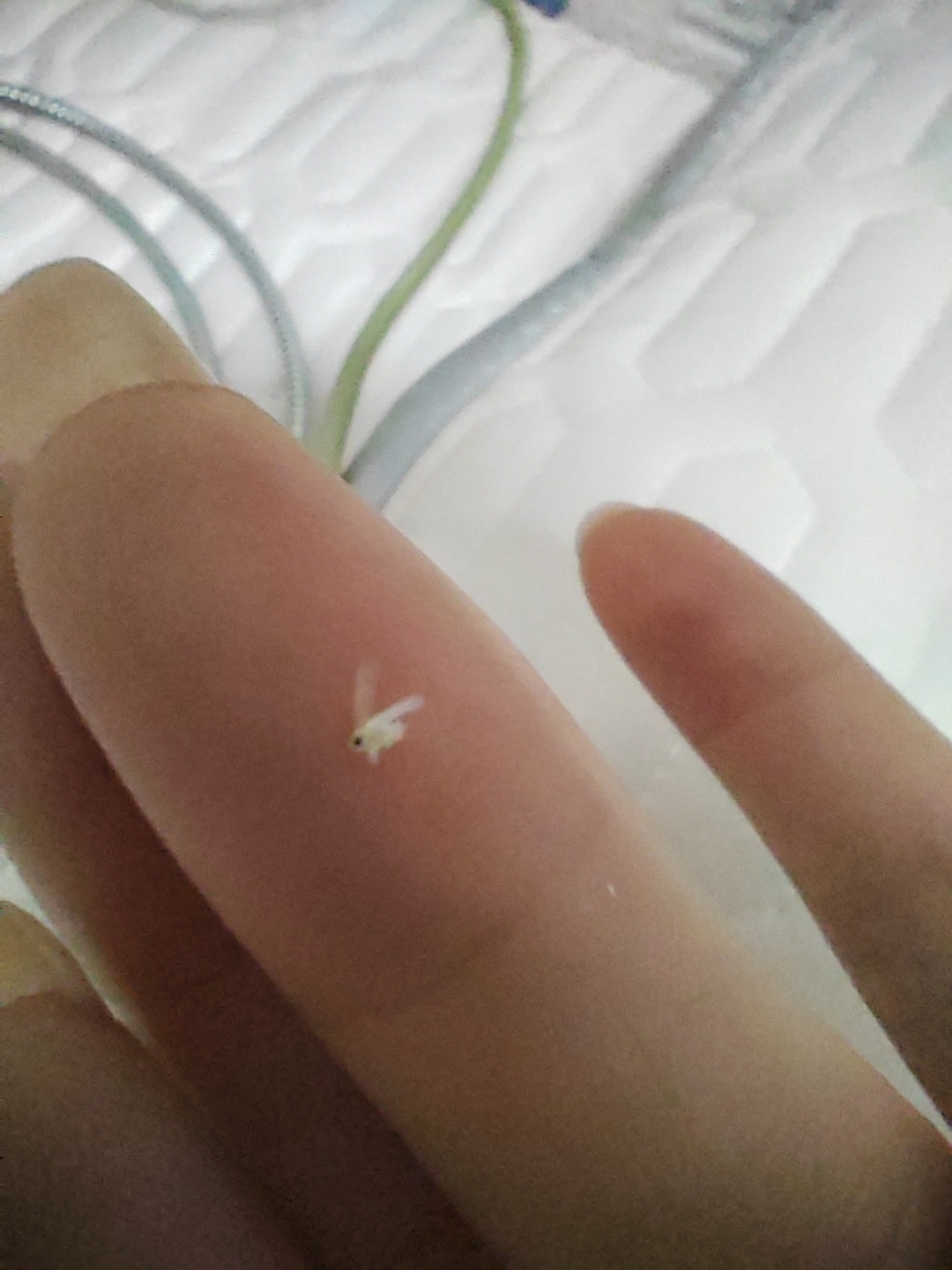 家里有这种白色的小虫子,谁知道这是什么虫子.飞到人身上特别痒