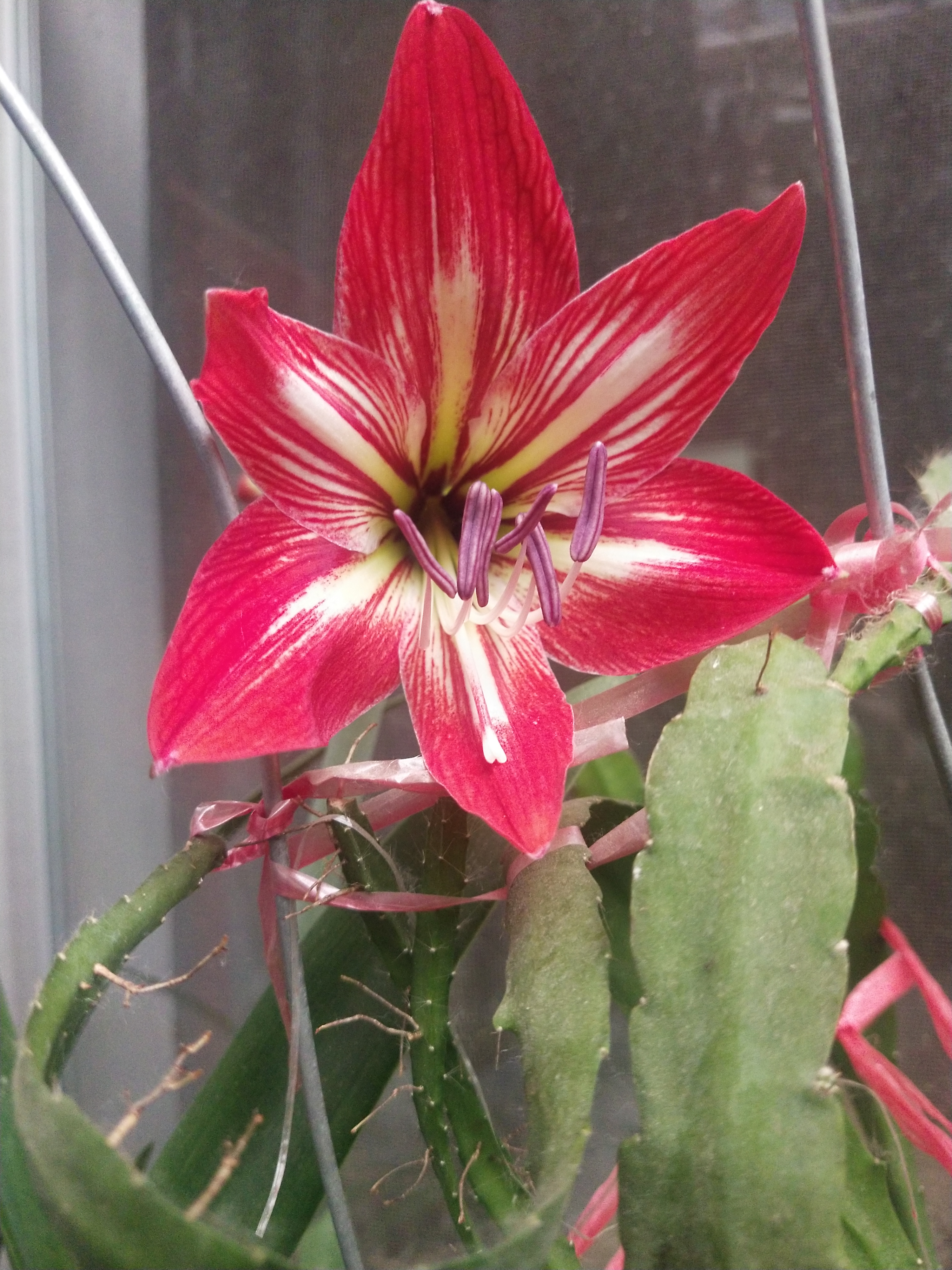 人家朱顶红都在冬季开,我这个总是围着夏天的时候开.