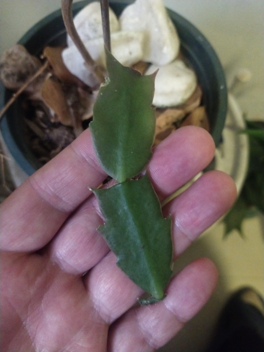 蟹爪兰真是有不同的,常见的原来叫仙人指,又叫假昙花,没有刺.