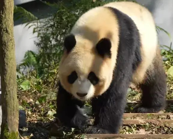 大熊猫梵星, 因为动作偏于男熊, 所以小时候被误认为是雄性, 结果后面