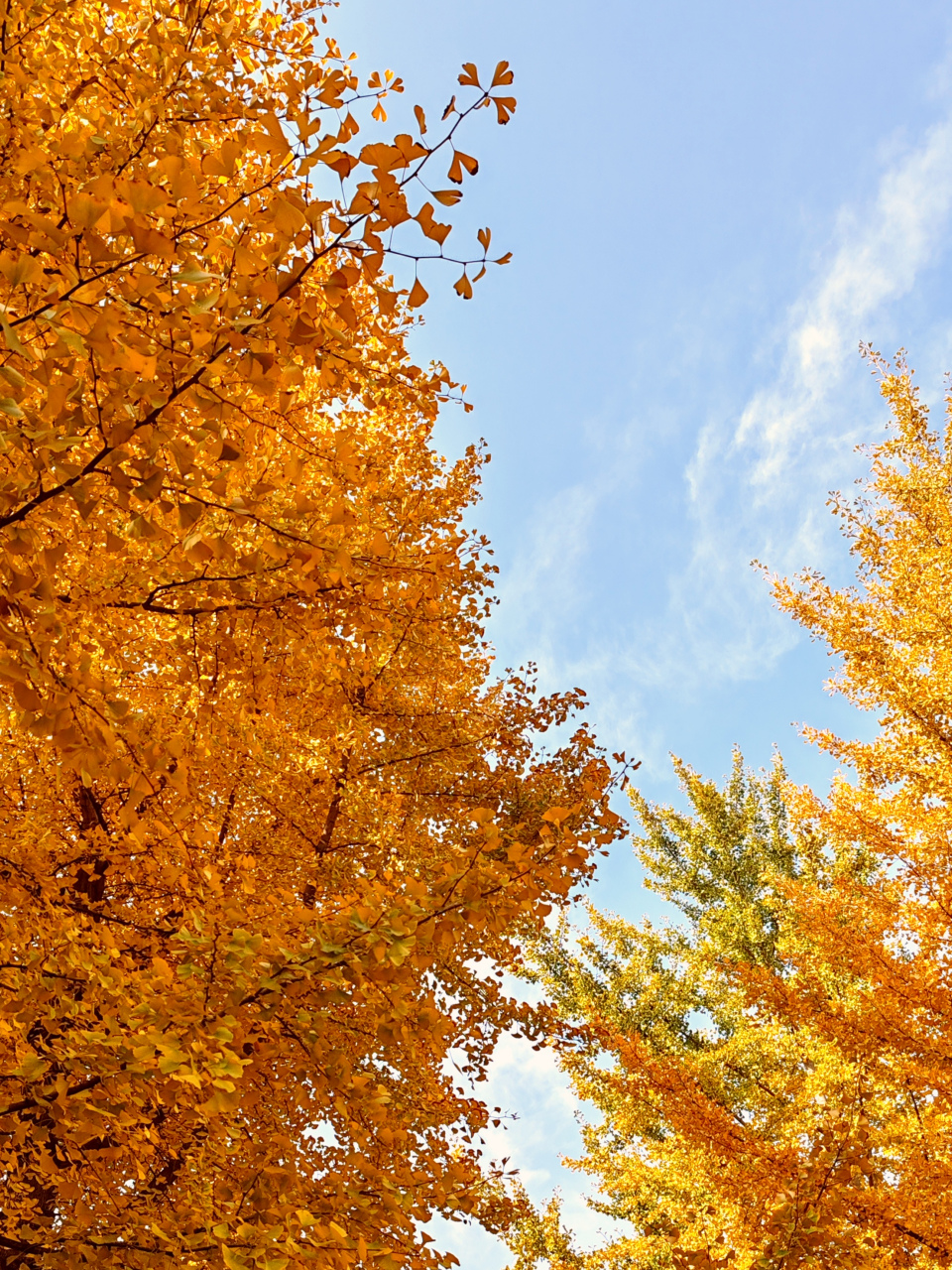 漯河市沙澧河风景区. 佳友金鱼交流群:lylijin.