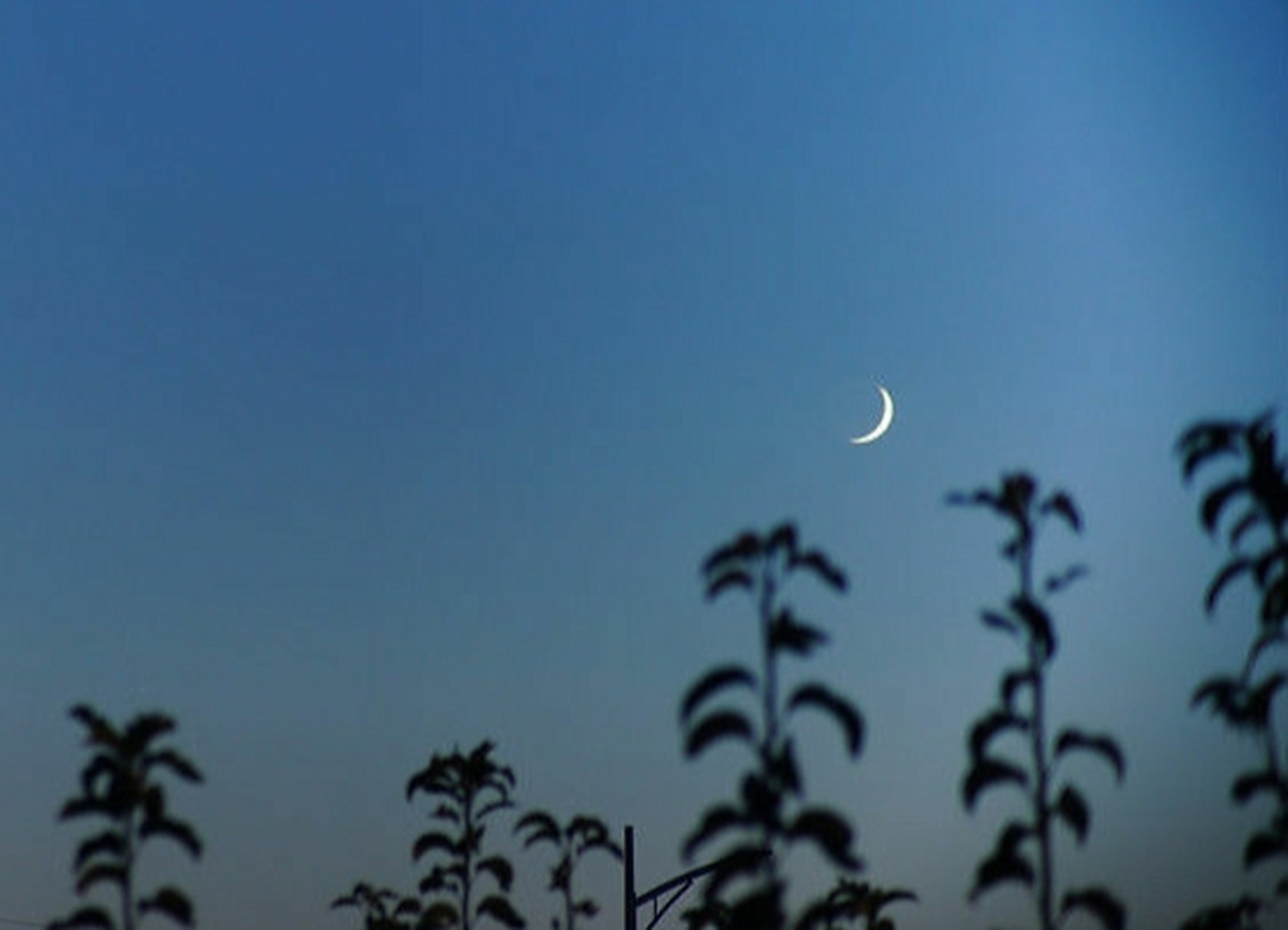 端午 文/梁兴健 蛾眉月伴江上雨, 糯米粽知艾草香.