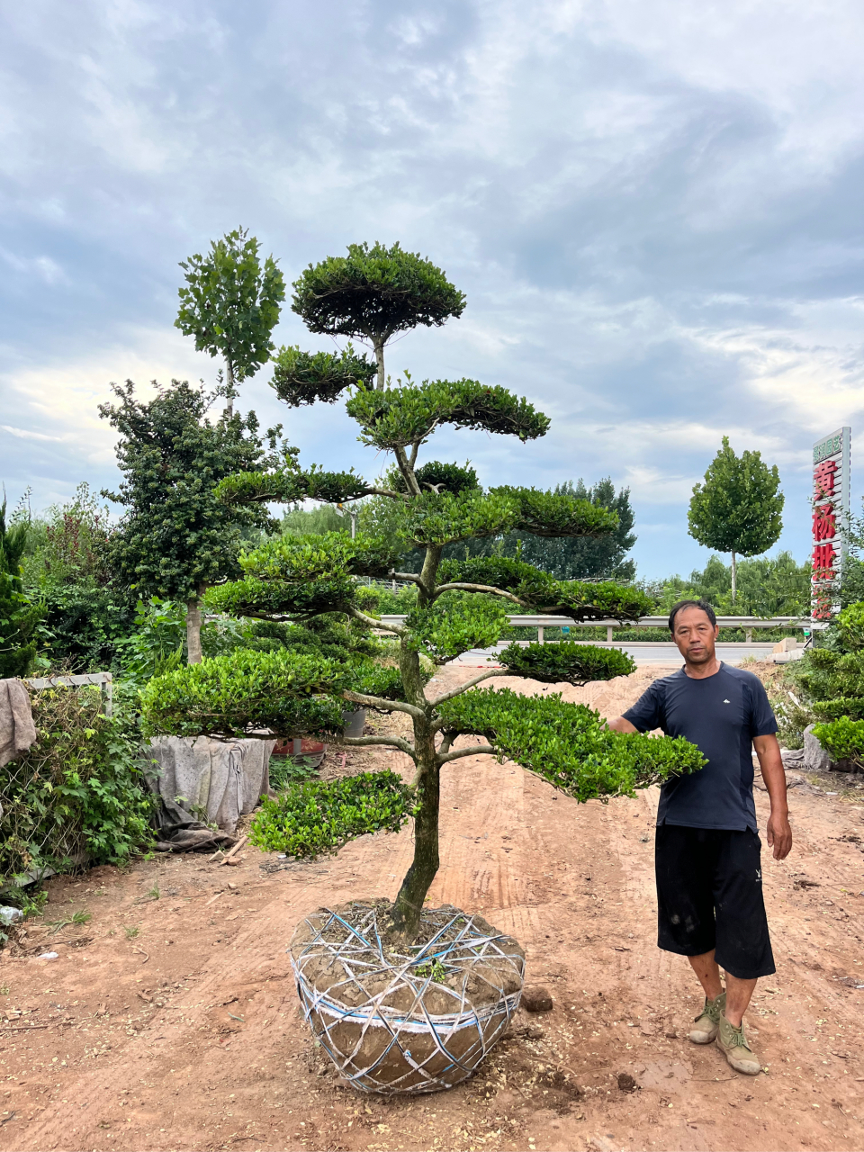 庭院之宝,匠心独运的造型黄杨树