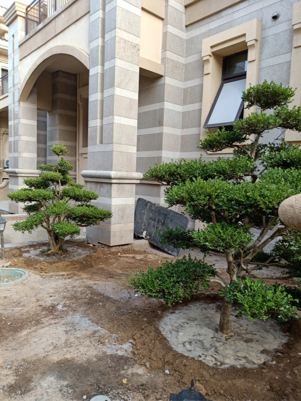 庭院之宝,匠心独运的造型黄杨树