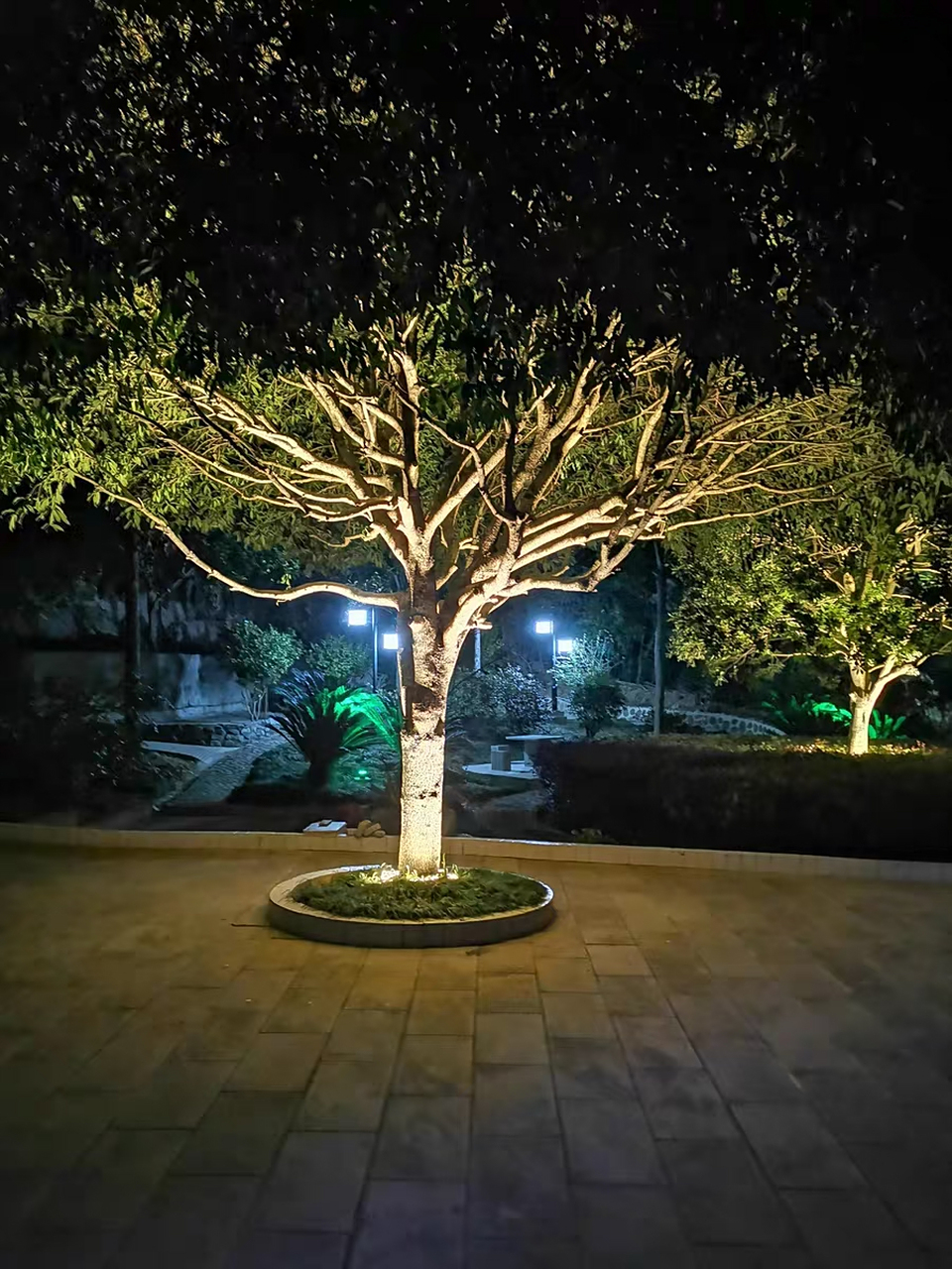 照树灯,为城市增光添彩