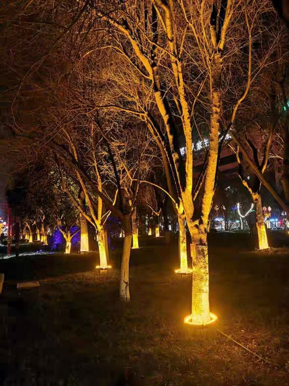 照树灯,为城市增光添彩