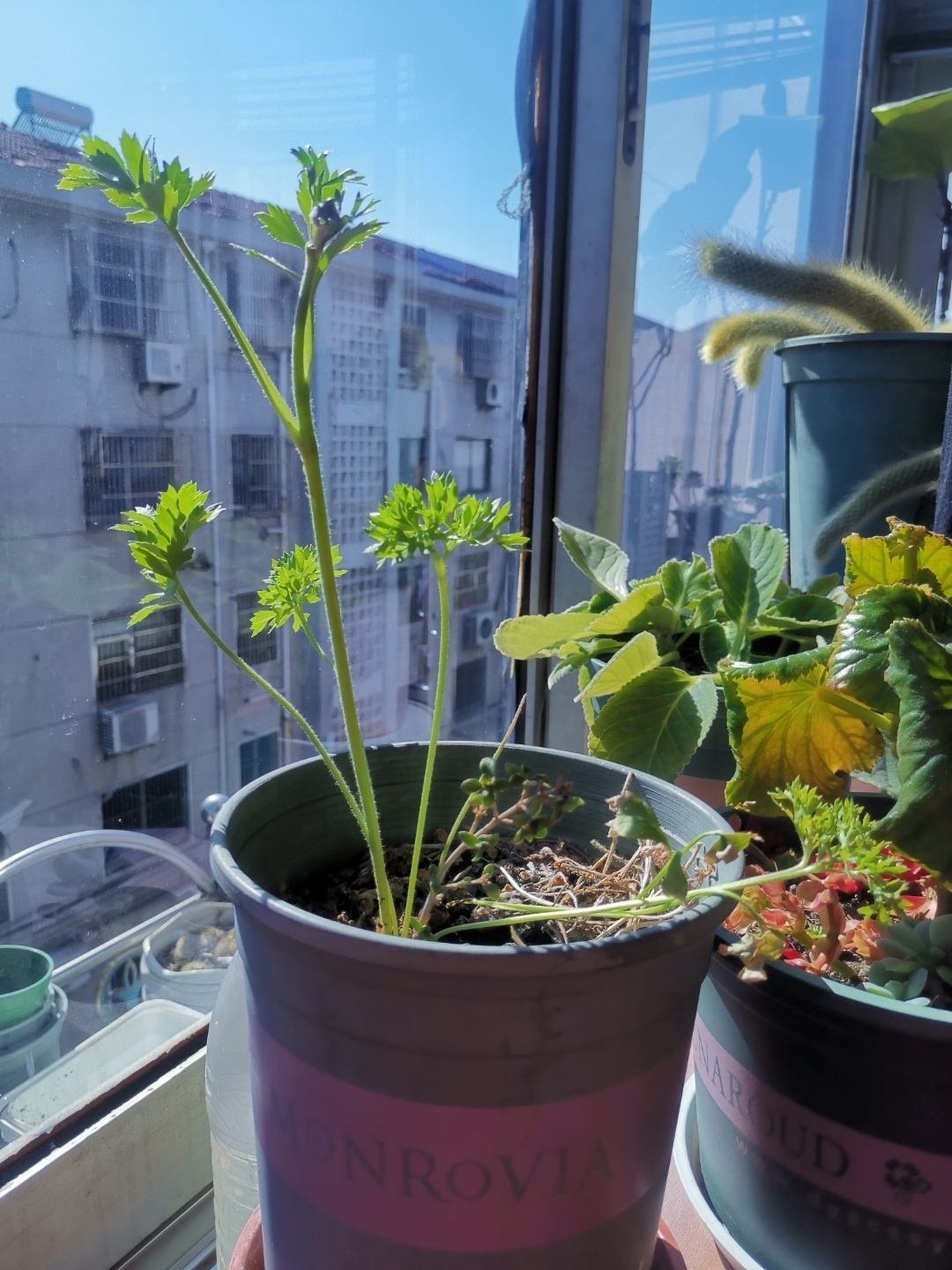 洋牡丹又叫花毛茛,芹叶牡丹,这个加仑盆似乎小了点,想换盆看看土里有