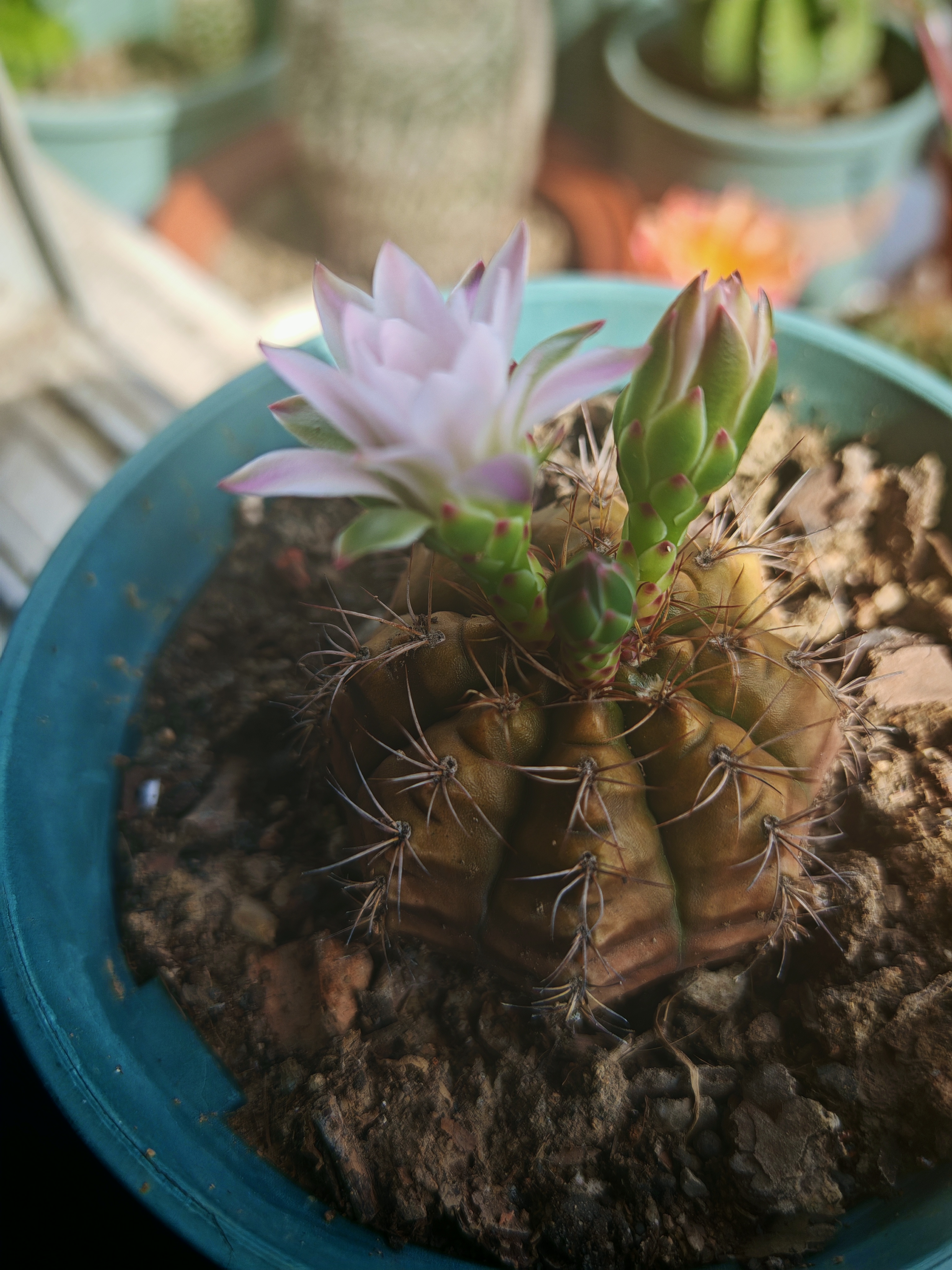 仙人球开花时间到:第7盆!