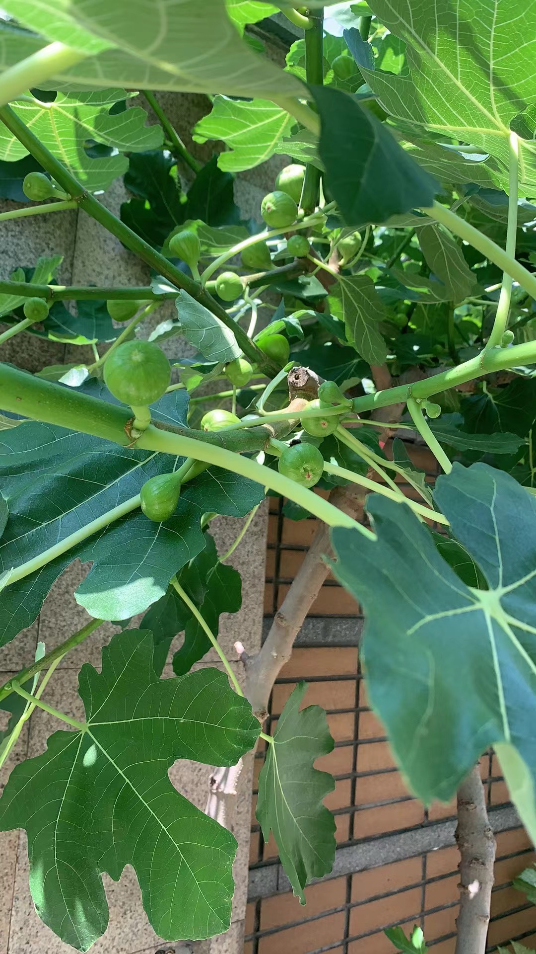 大少爷前院围墙外的无花果第三年结果,这个不知什么品种又大又甜,冬天