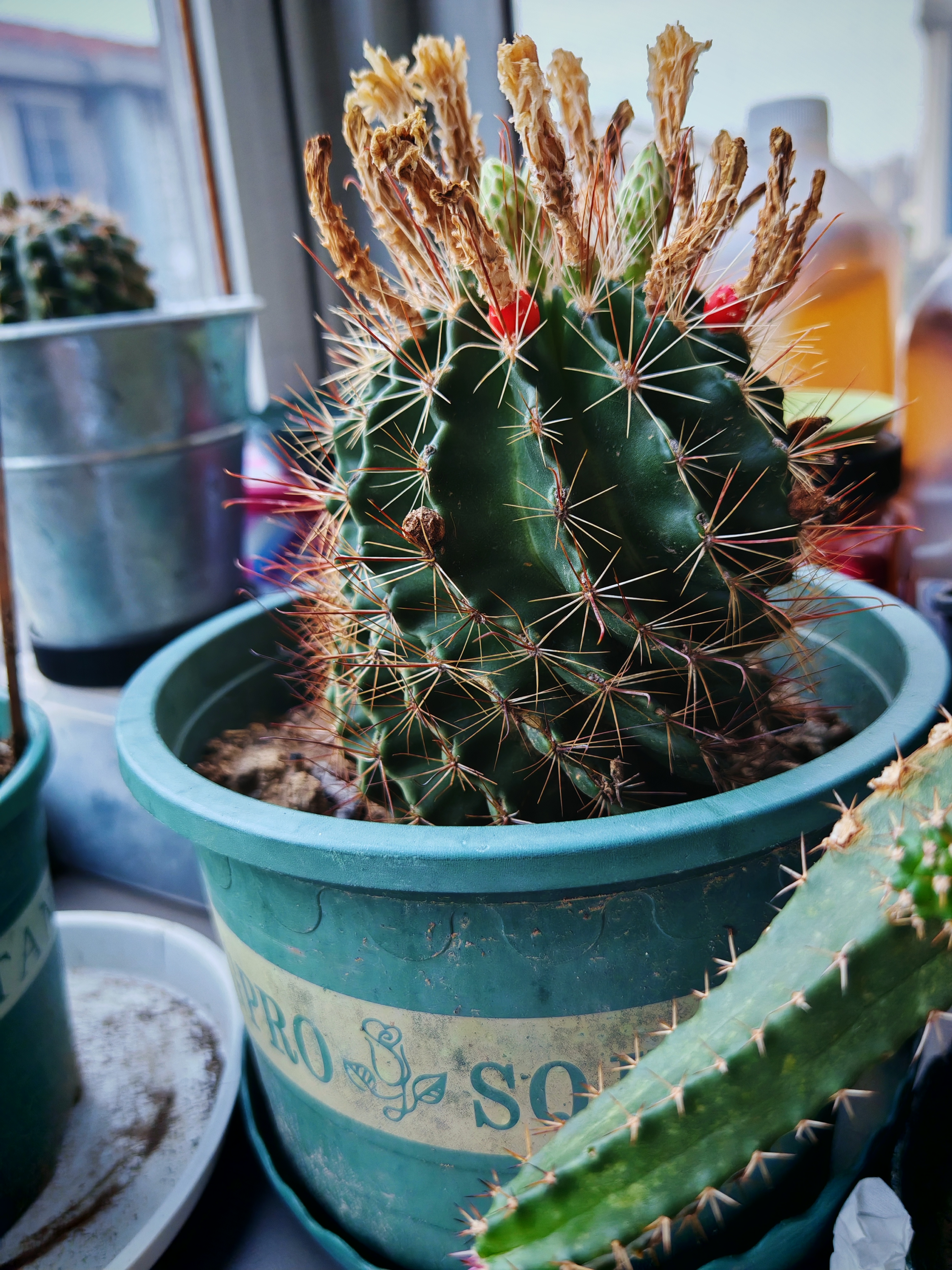 龙王球开花,结果两不误,秋冬季节会满头喜庆的 红果果.