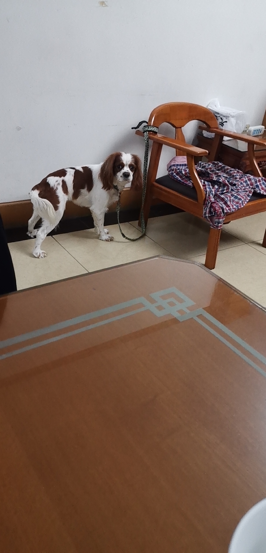 丁当档案(18):后来,这把椅子成了查理王丁当的王座,王座就王座吧,丁当