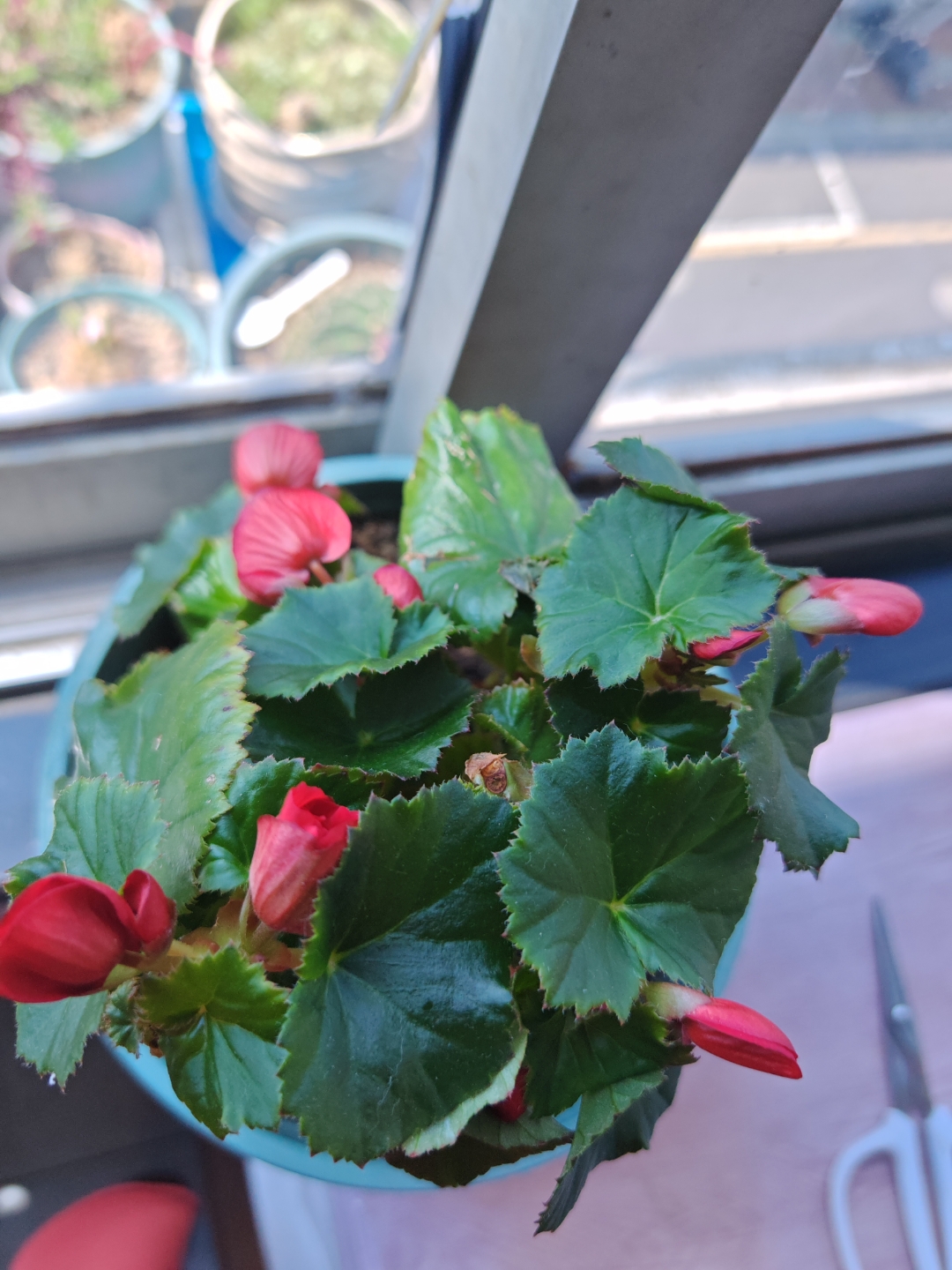 丽格海棠绝对是根正苗红的一株花,只要稍微给点肥,就恨不得一年四季