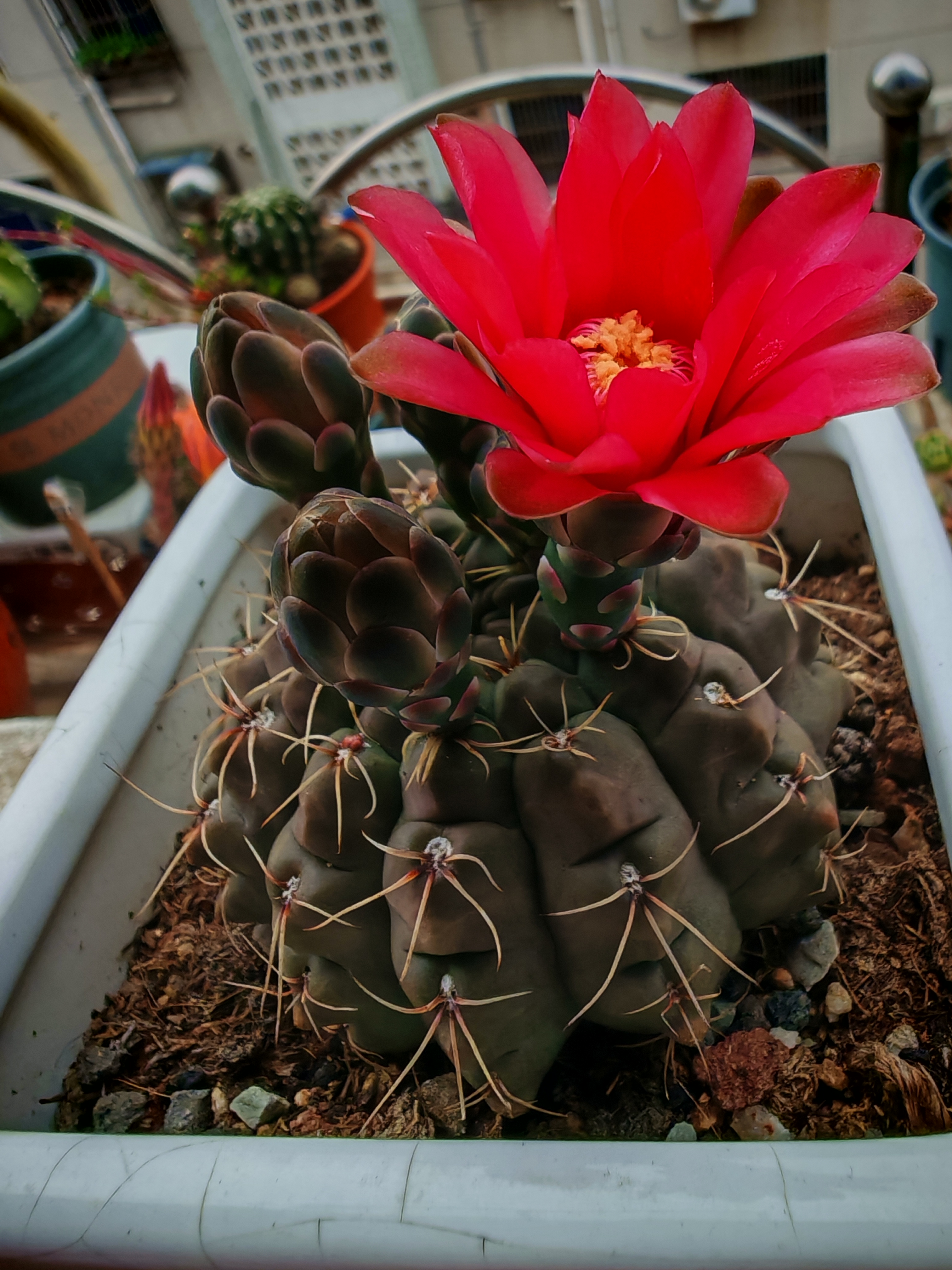 仙人球开花时间到:第6盆!