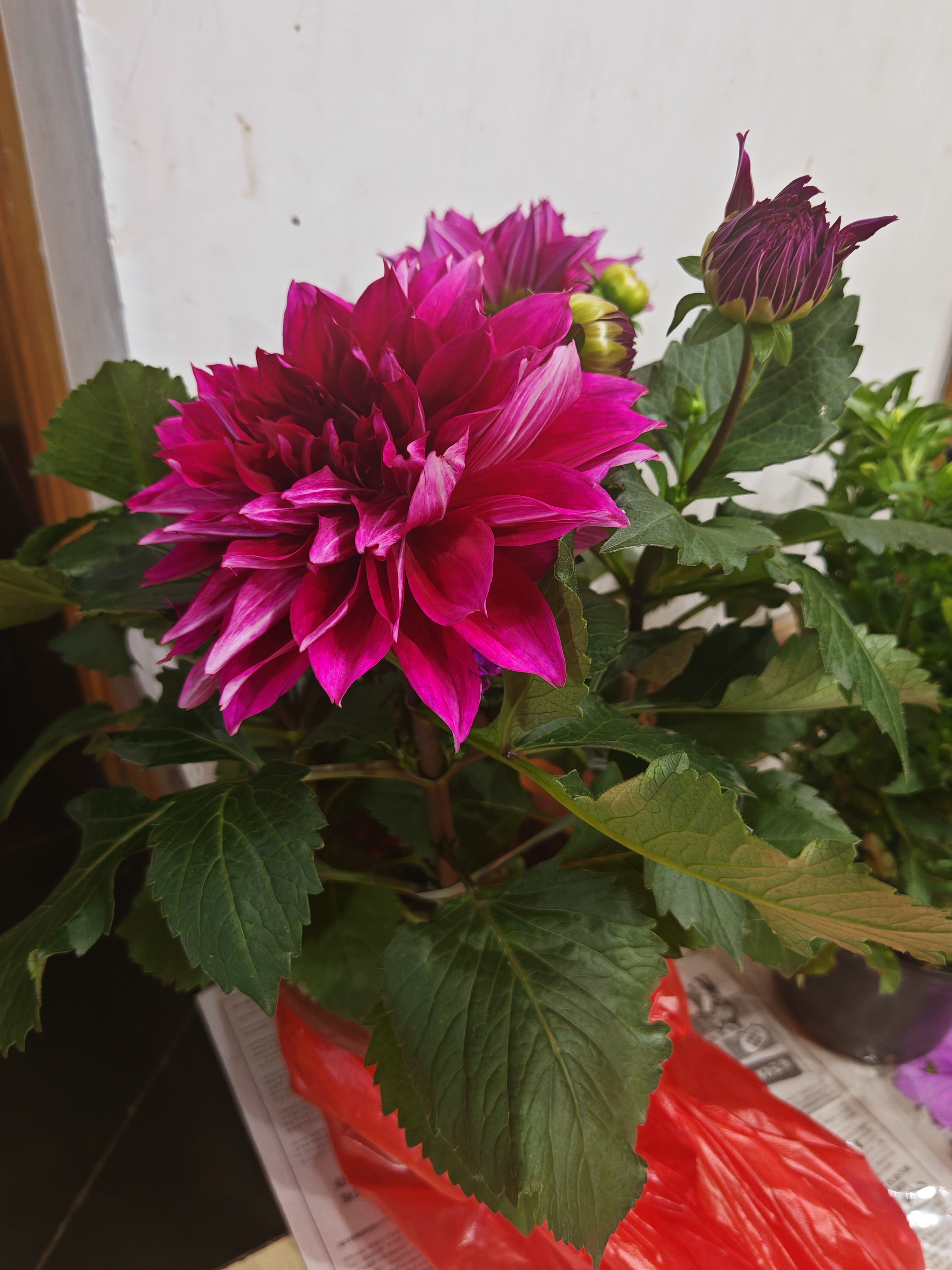 一下,昨天我和朋友在江阴共买了十盆鲜花,后来我拿了三盆,图一大丽花