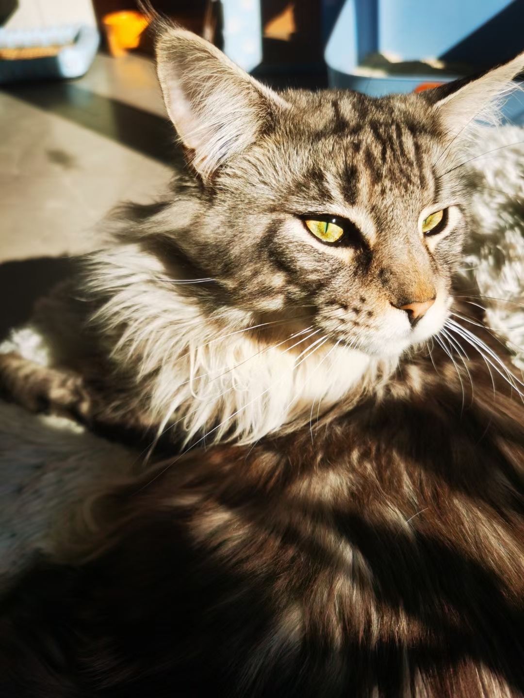 《猫哥档案48》:猫哥一定是全世界最帅气的猫咪,高大威猛又萌萌