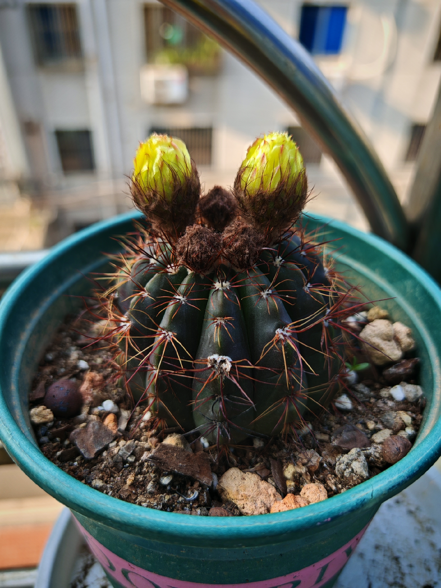仙人球开花时间到:第3盆!