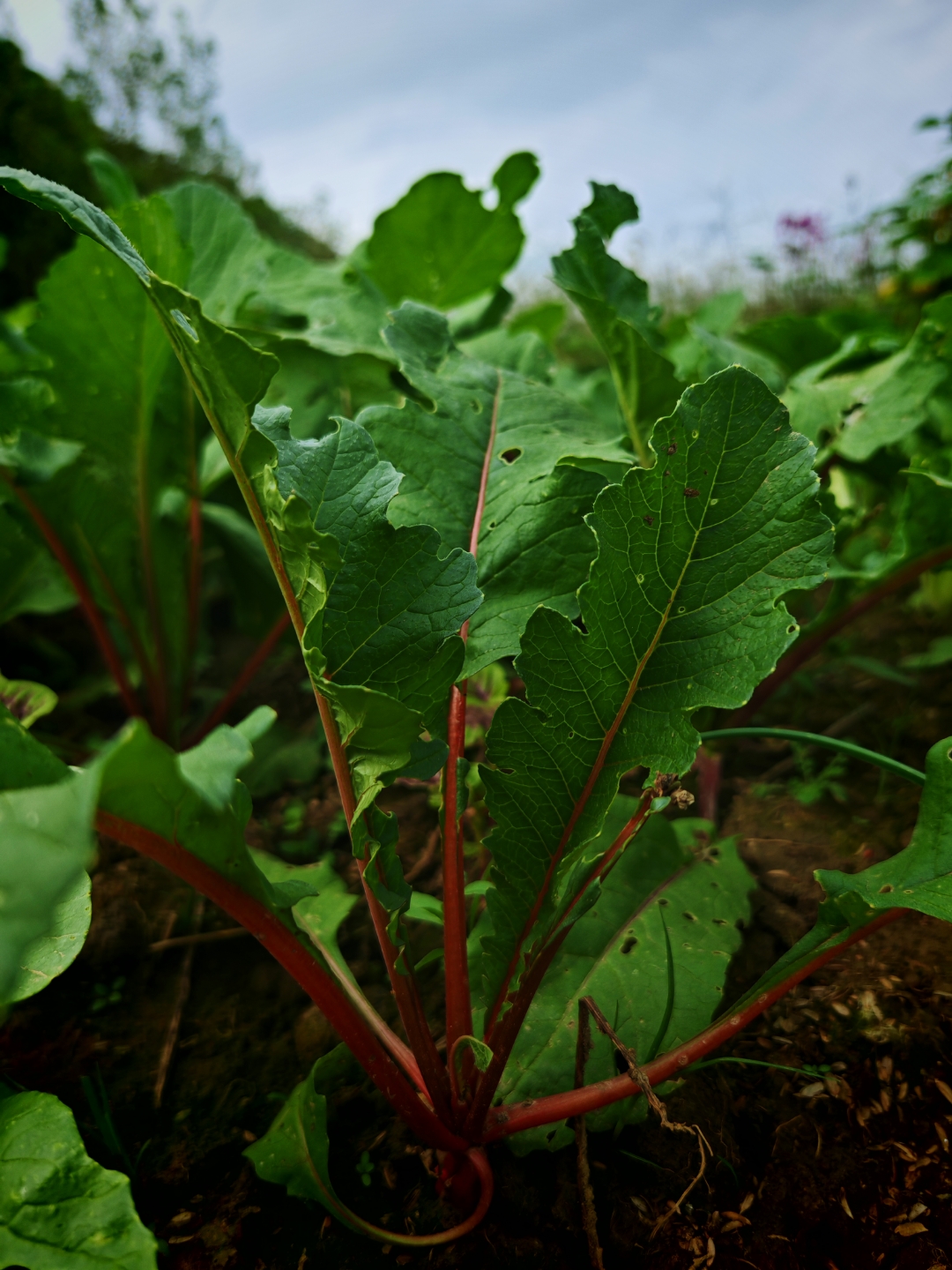 农村种什么菜最好卖(农村种什么农产品好卖)