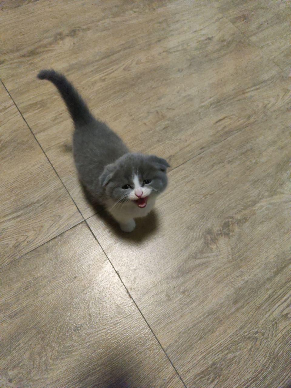 7815!折耳蓝白!下一个网红猫 猫咪求个名字!