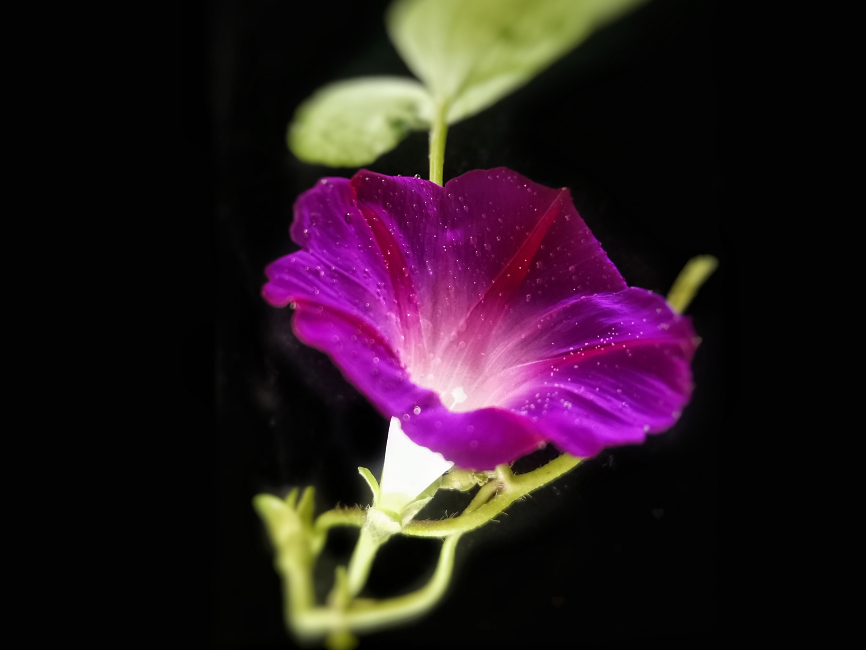 紫色朝颜花【原创】 玉露凝霜秋意浓, 朝颜东篱挂金钟.