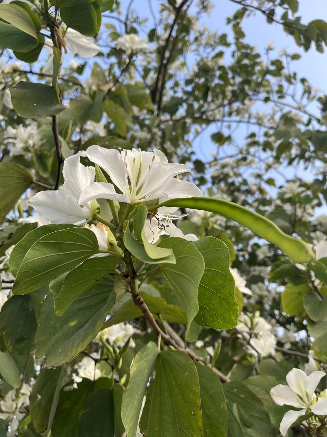 粉白色花的树图片